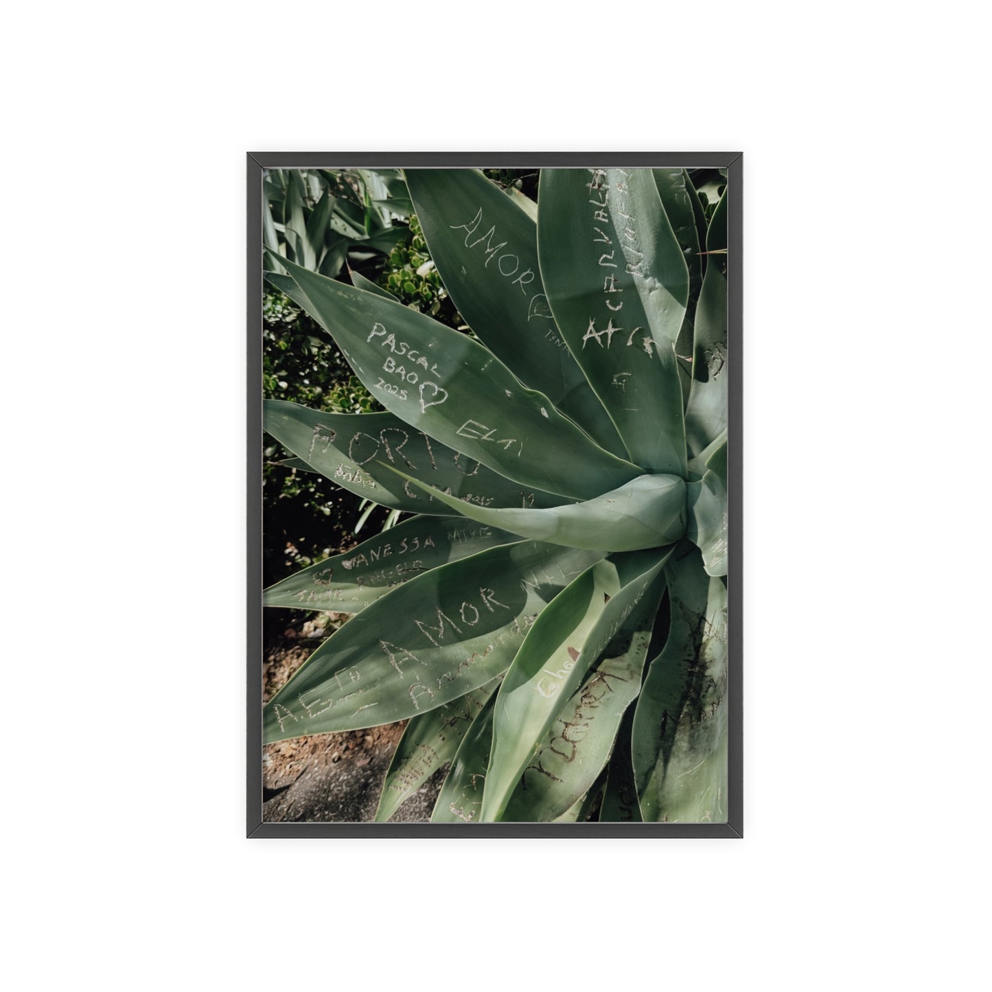 Leaves of Love - Madeira