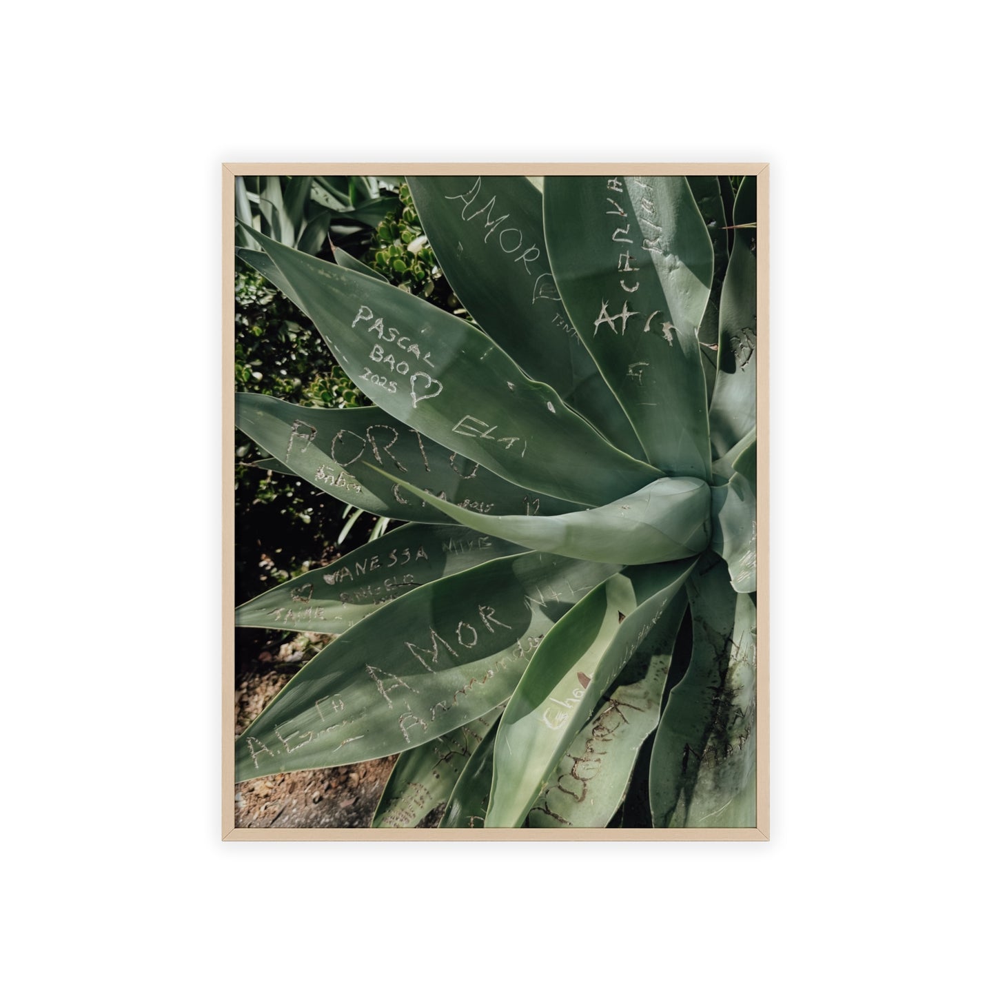 Leaves of Love - Madeira