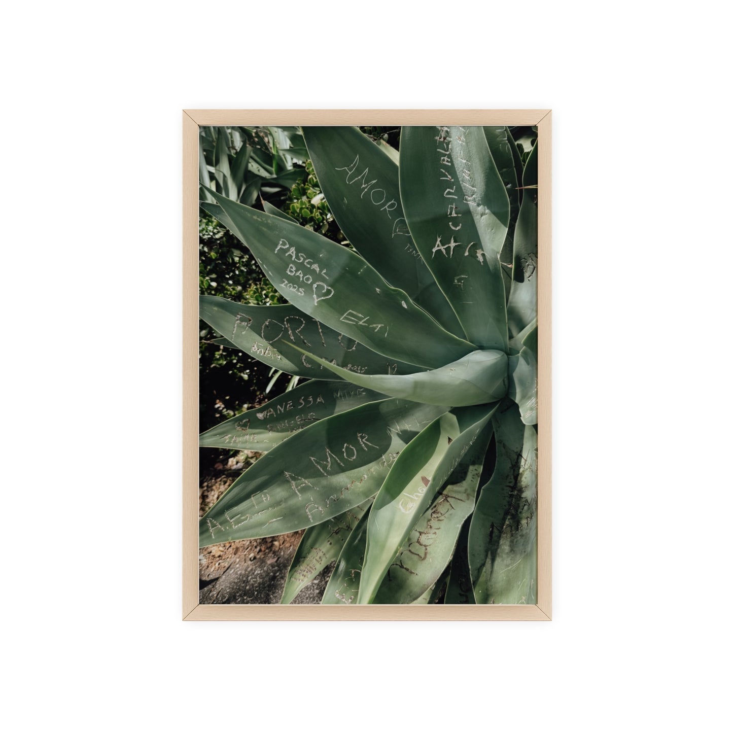 Leaves of Love - Madeira