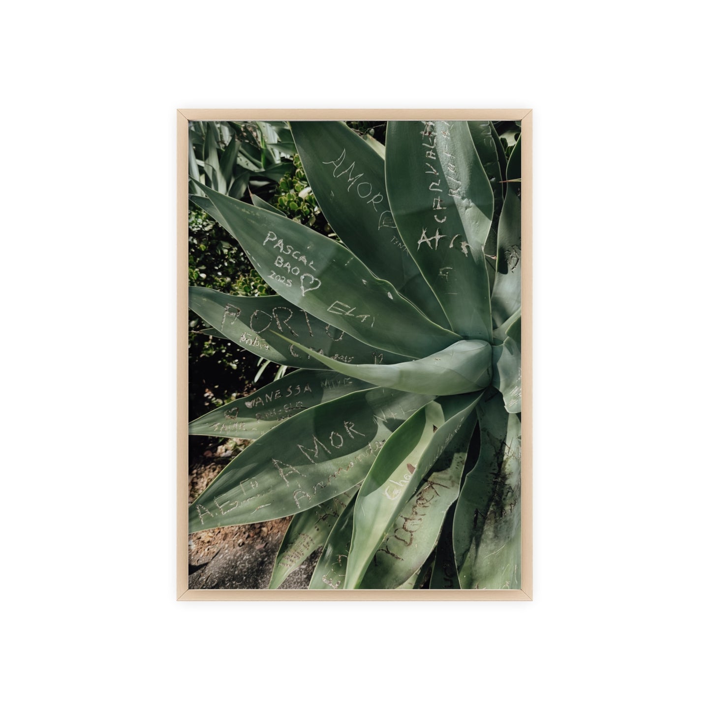 Leaves of Love - Madeira