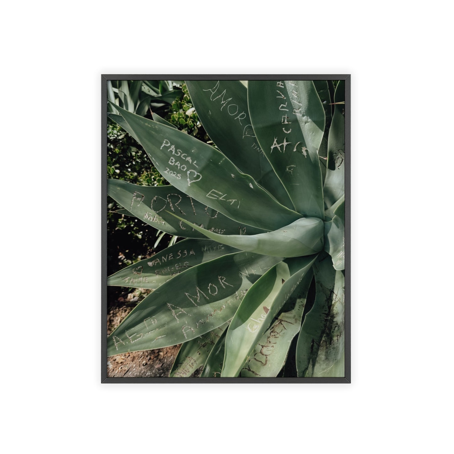 Leaves of Love - Madeira