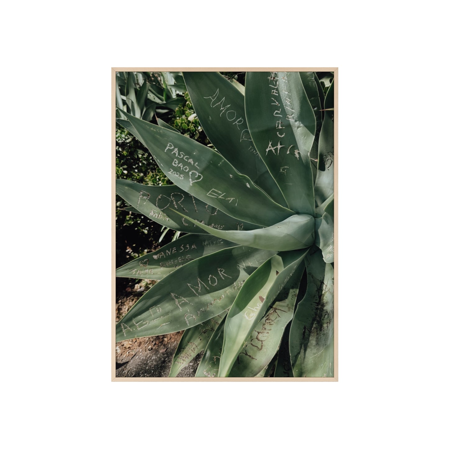Leaves of Love - Madeira
