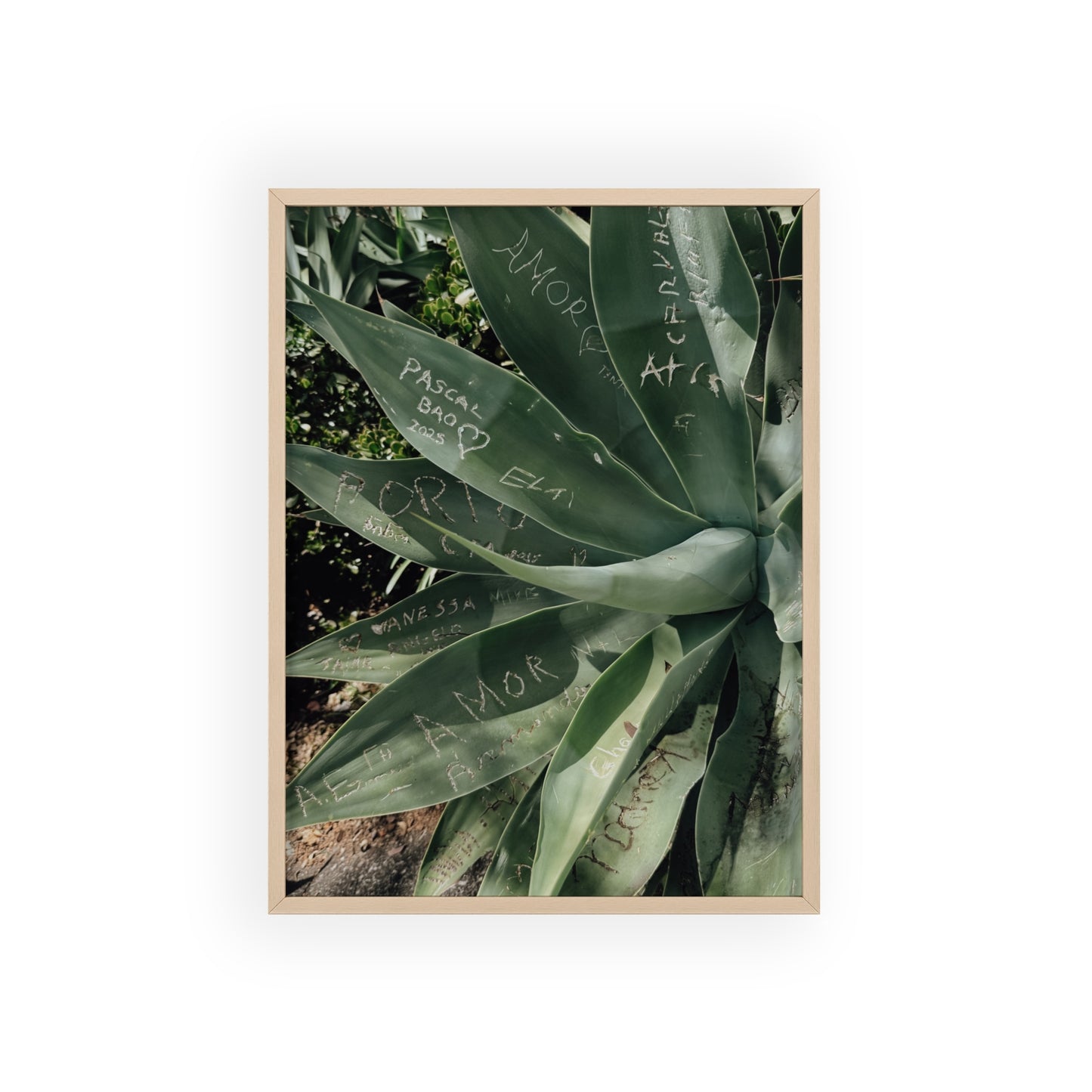 Leaves of Love - Madeira