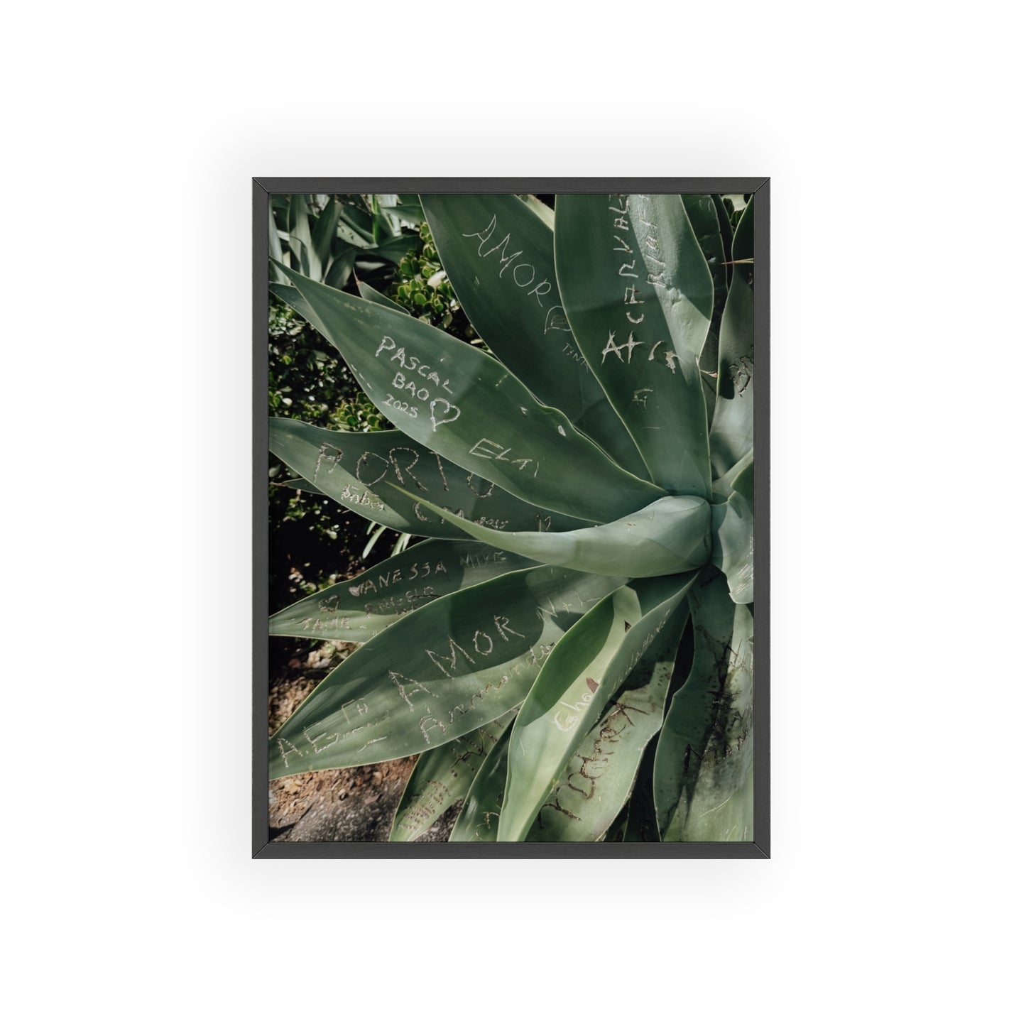 Leaves of Love - Madeira