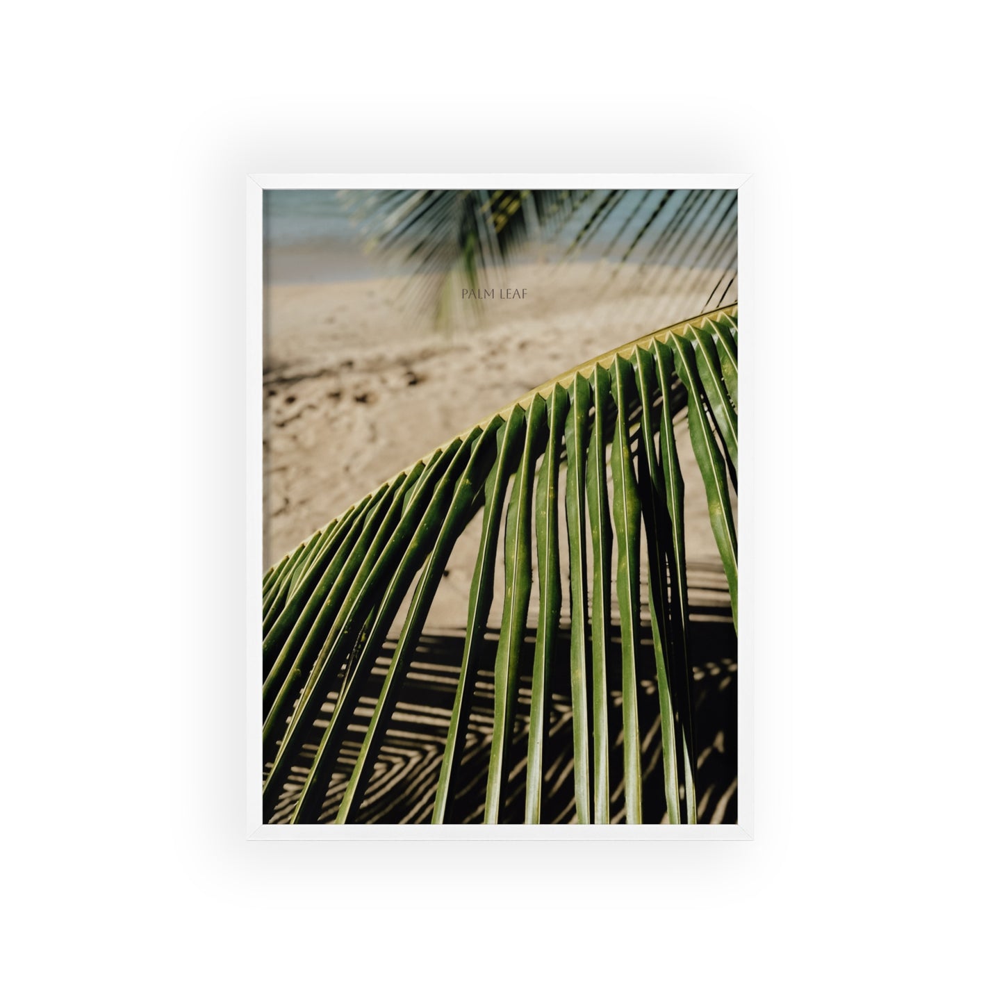 Palm Leaf