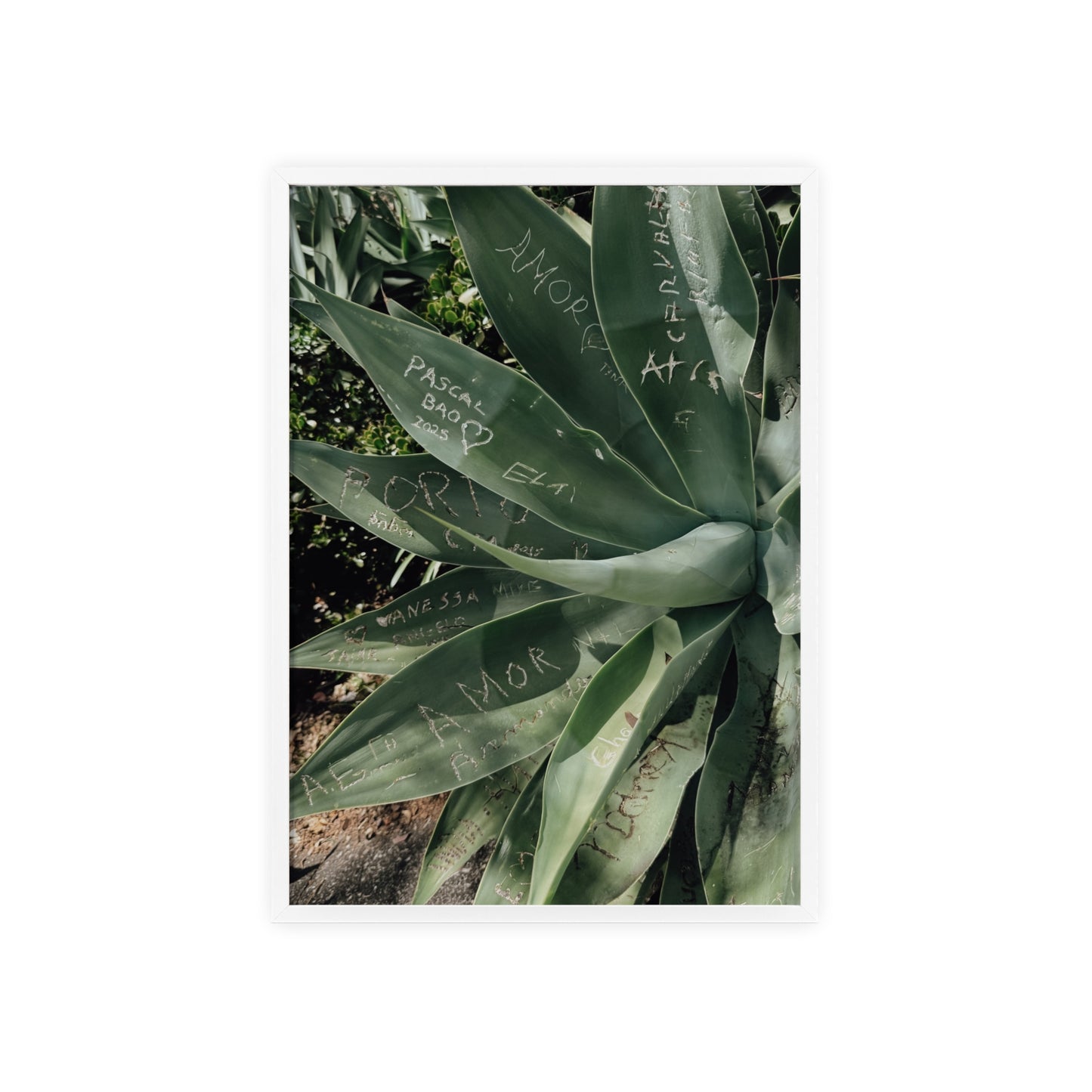 Leaves of Love - Madeira