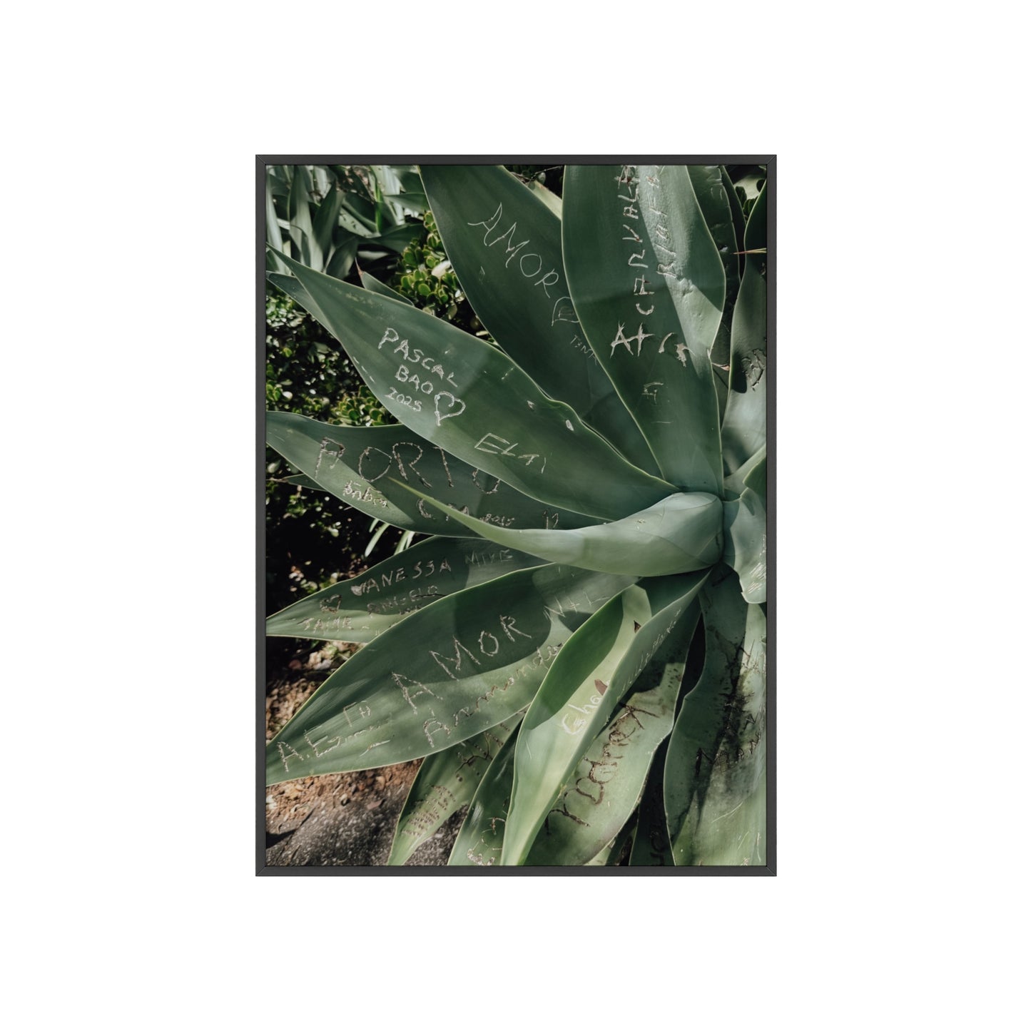 Leaves of Love - Madeira