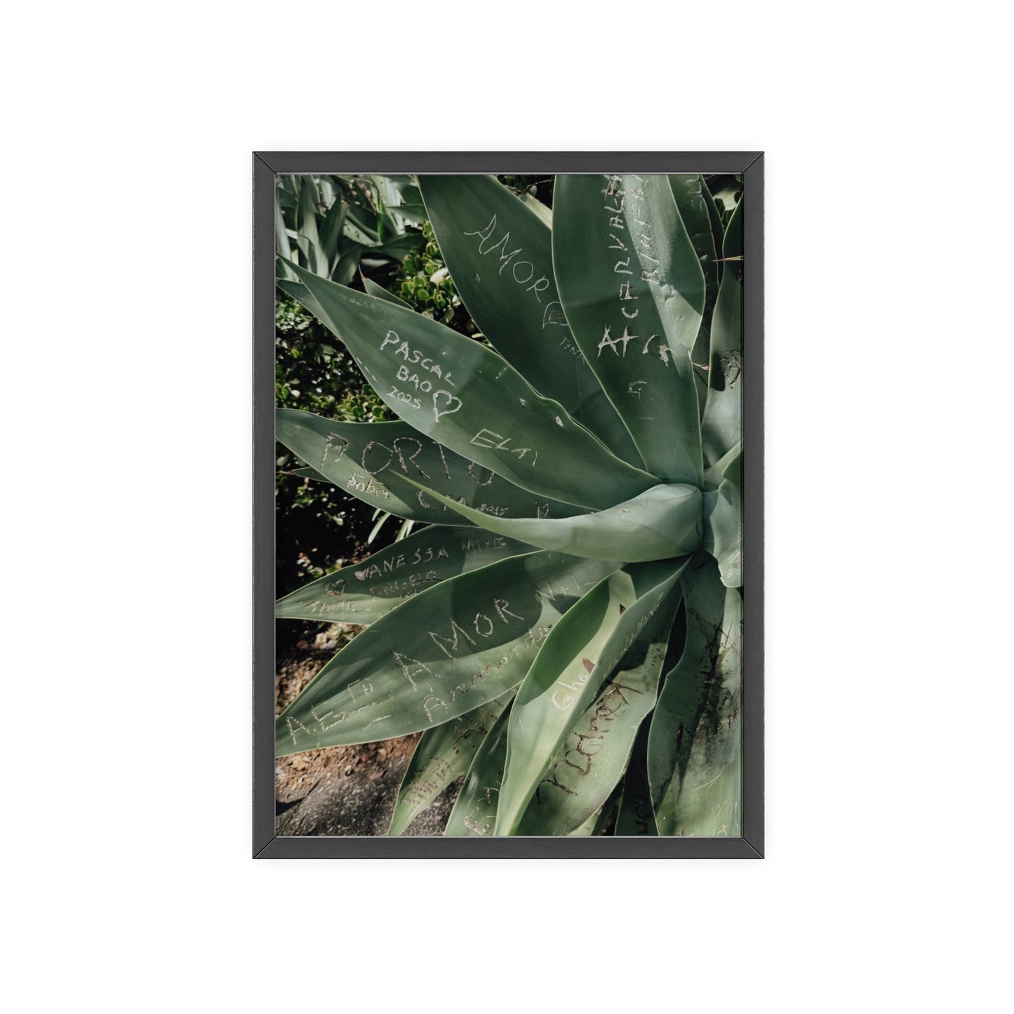 Leaves of Love - Madeira